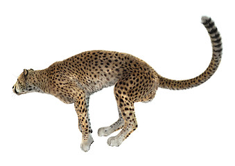 Image showing Cheetah