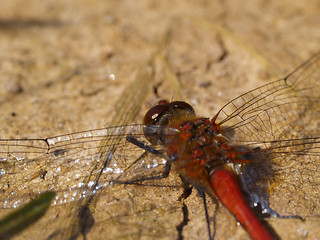 Image showing red dragonfly
