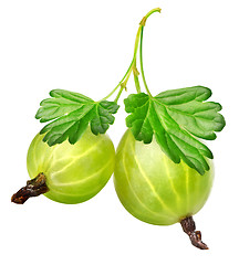 Image showing Two gooseberries