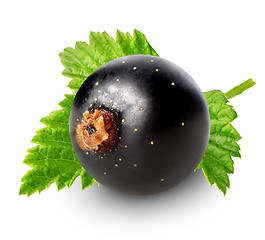 Image showing Berry of black currant