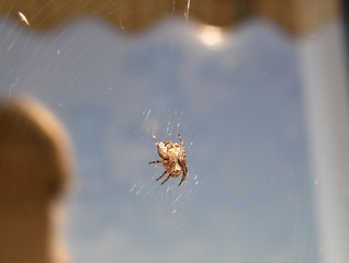 Image showing spider