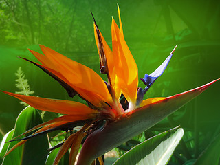 Image showing bird of paradise flower