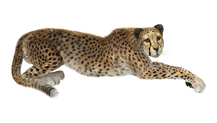 Image showing Cheetah