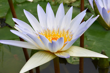 Image showing Beautiful purple lotus