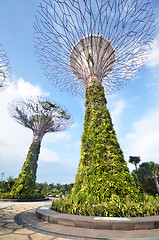 Image showing Super-tree in Garden by the bay