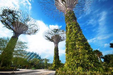 Image showing Super-tree in Garden by the bay