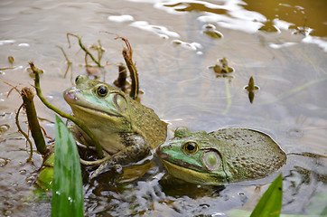 Image showing Bull Frogs At A Frog Farm