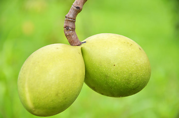 Image showing Cerbera odollam tropical plant