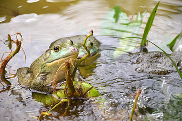 Image showing Bull Frogs At A Frog Farm