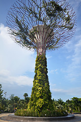 Image showing Super-tree in Garden by the bay