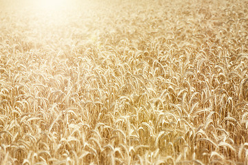 Image showing wheat field