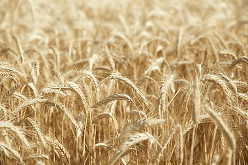 Image showing wheat field