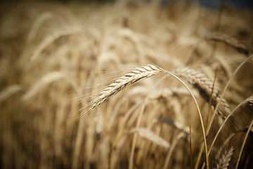 Image showing wheat field