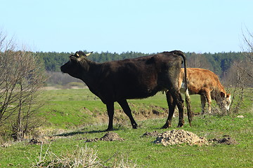 Image showing cows on the pasture