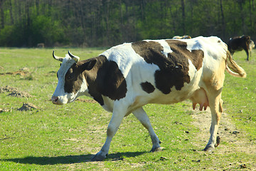 Image showing cows on the pasture