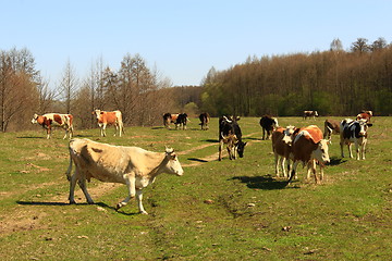 Image showing cows on the pasture
