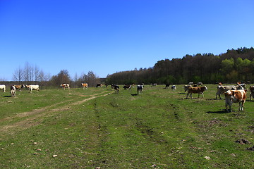 Image showing cows on the pasture