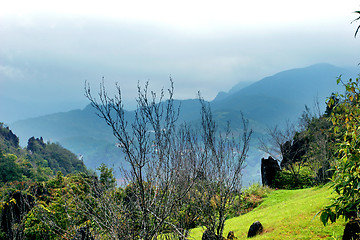 Image showing sapa