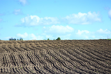 Image showing plowed land ready for planting potato in village