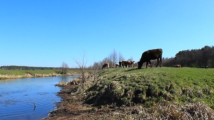 Image showing cows drinking water in the river 