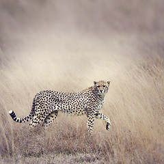 Image showing Cheetah Walking