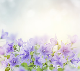 Image showing Blue Bell Flowers