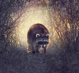 Image showing Wild Raccoon