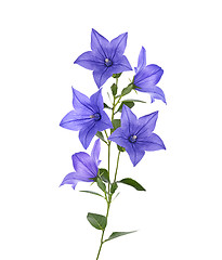 Image showing Blue Bell Flowers