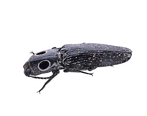 Image showing Eyed Click Beetle, Alaus oculatus