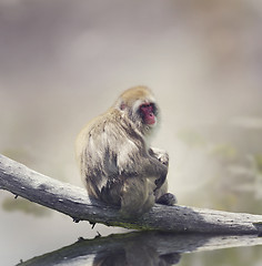 Image showing Japanese Macaque 