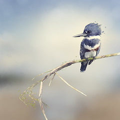 Image showing Belted Kingfisher Watercolor