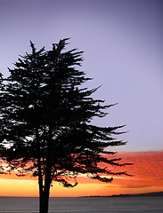 Image showing Tree on a beach at a sunset