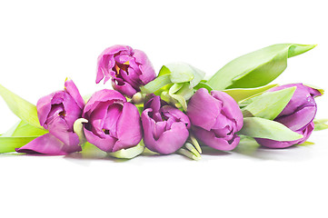 Image showing Tulips isolated on white background