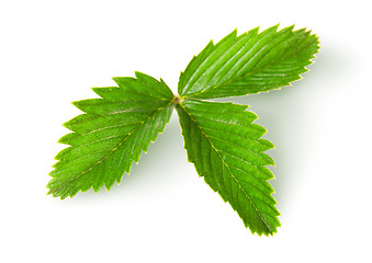 Image showing Wild strawberry leaf top view