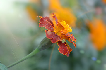 Image showing Pink color flower in the garden captured very closeup with sunlight