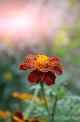 Image showing Pink color flower in the garden captured very closeup with sunlight