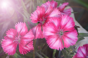 Image showing Pink color flowers in the garden captured very closeup with sunlight