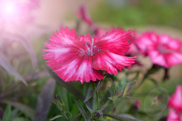 Image showing Pink color flowers in the garden captured very closeup with sunlight