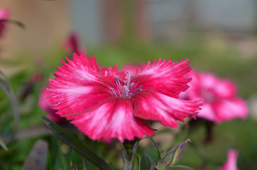 Image showing Pink color flowers in the garden captured very closeup with sunlight