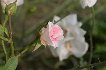 Image showing White and Pink color rose in the garden captured very closeup with sunlight