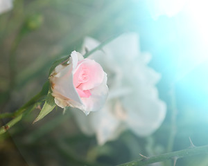 Image showing White and Pink color rose in the garden captured very closeup with sunlight