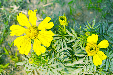 Image showing Yellow color flower in the garden captured very closeup