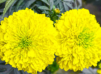 Image showing Yellow color flower in the garden captured very closeup