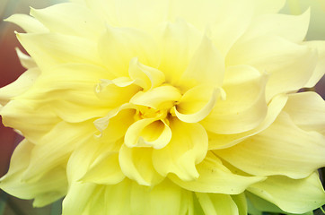 Image showing Yellow color flower in the garden captured very closeup