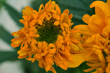 Image showing Yellow color flower in the garden captured very closeup