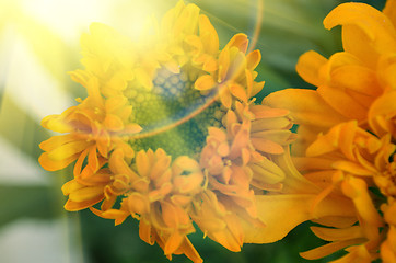 Image showing Yellow color flower in the garden captured very closeup