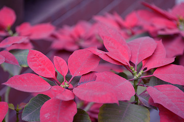 Image showing Natural leaf background captured from nature