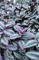 Image showing Natural leaf background captured from nature