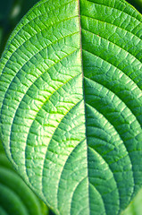 Image showing Natural leaf background captured from nature