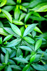 Image showing Natural leaf background captured from nature